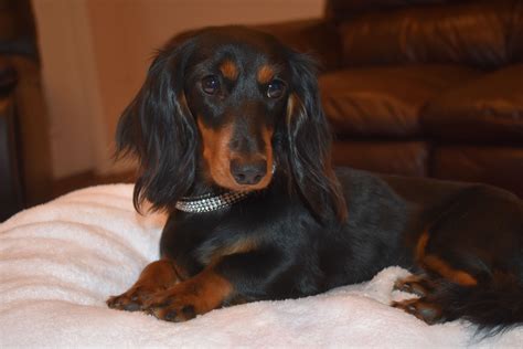 local dachshunds for sale